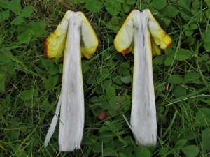 Blackening Waxcap flesh