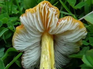 Blackening Waxcap gills