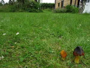 Blackening Waxcap habitat