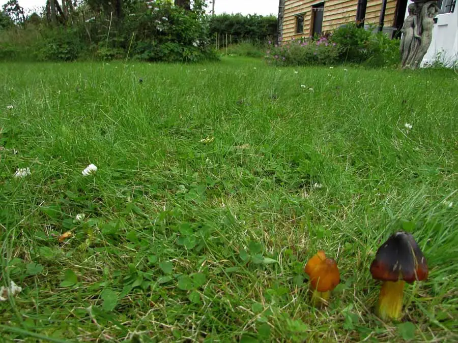 Blackening Waxcap habitat