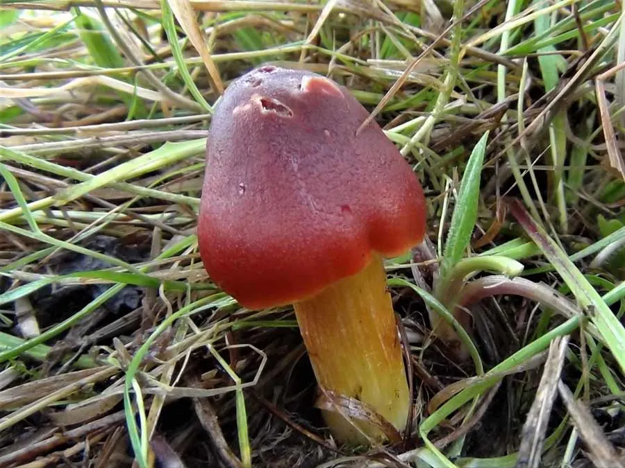 Blackening Waxcap possible confusion