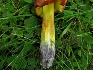 Blackening Waxcap stem