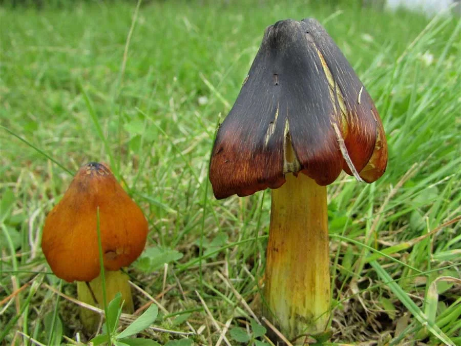 Blackening Waxcap