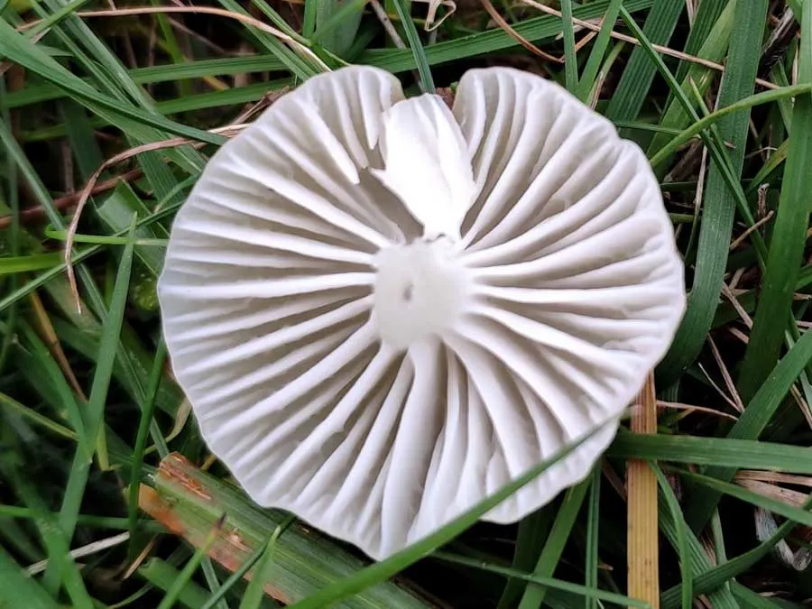 Cedarwood Waxcap – Meet the Mushrooms