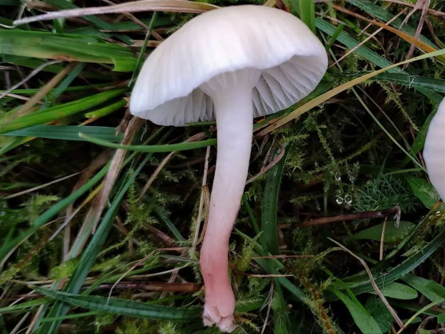 Cedarwood Waxcap