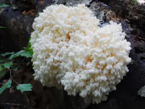 Coral Tooth fruiting body