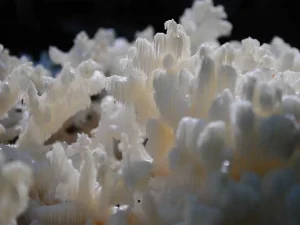 Coral Tooth gallery 1