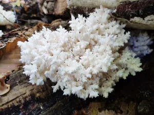 Coral Tooth habitat