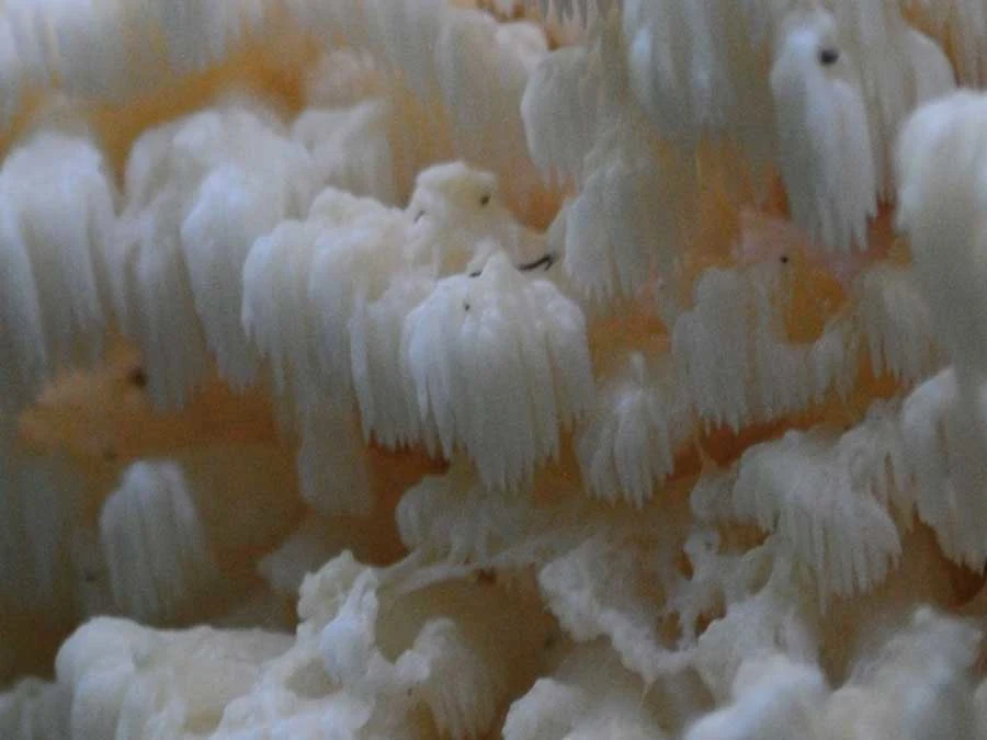 Coral Tooth spines