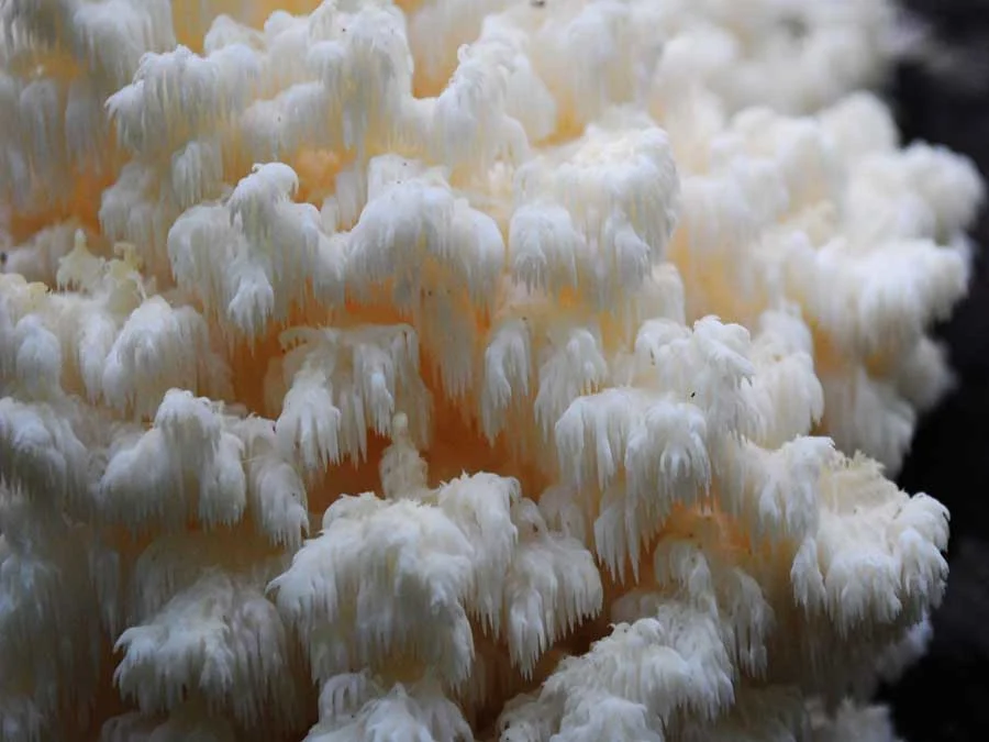 Coral Tooth