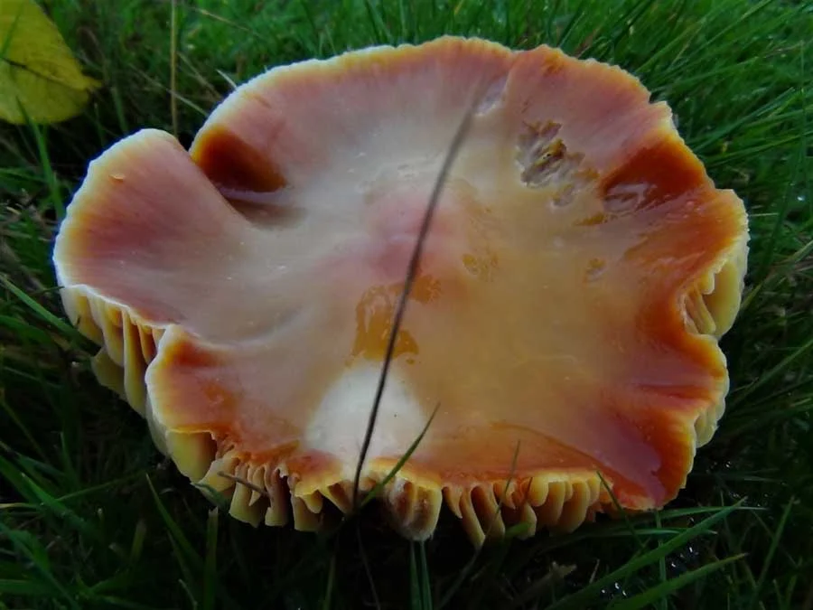 Crimson Waxcap cap
