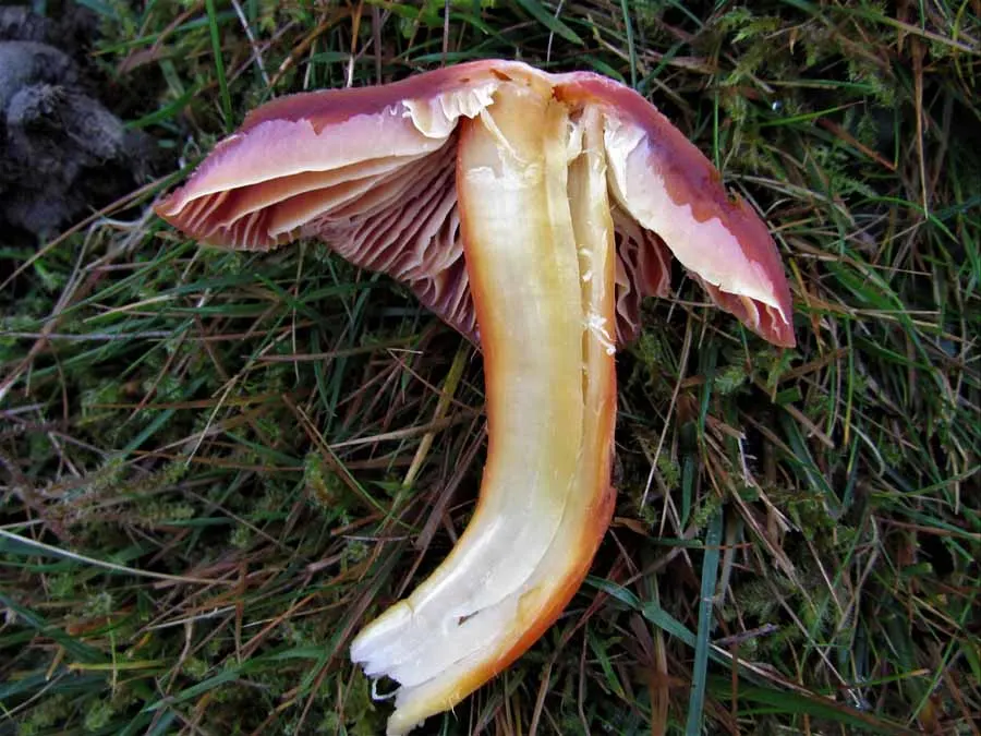 Crimson Waxcap flesh