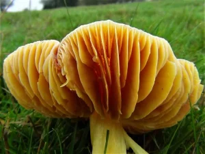 Crimson Waxcap gills