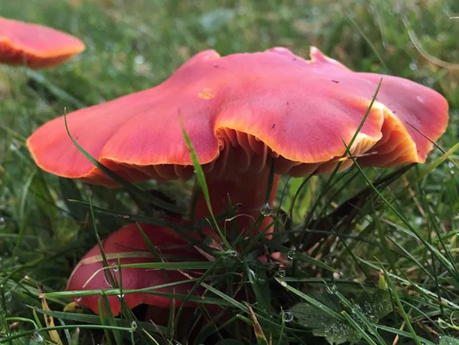 Crimson Waxcap