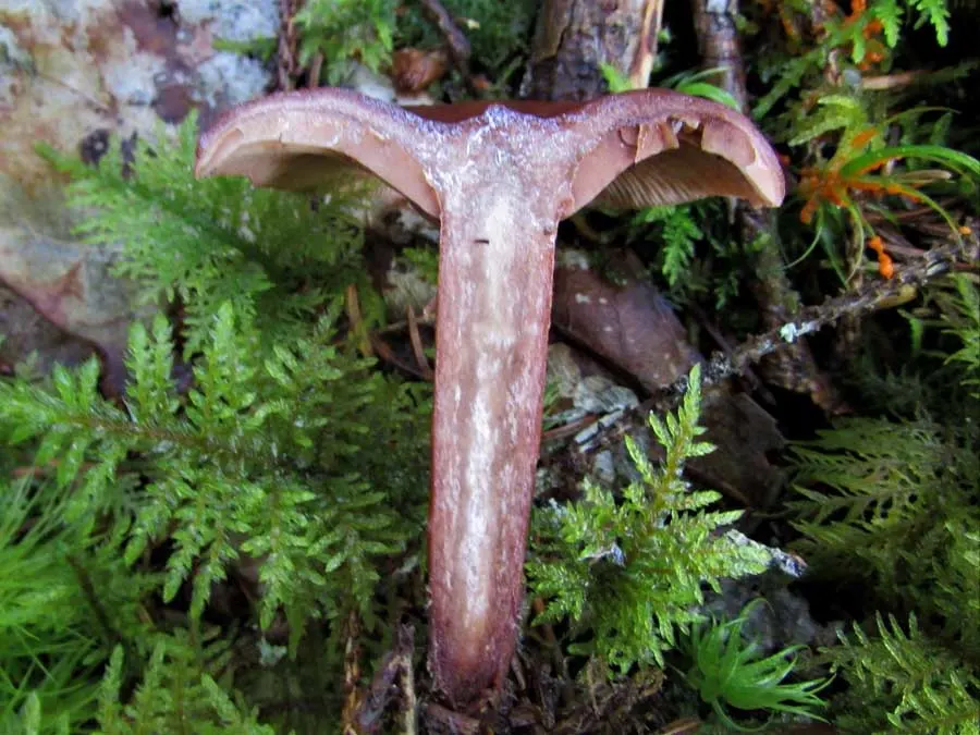 Curry Milkcap flesh