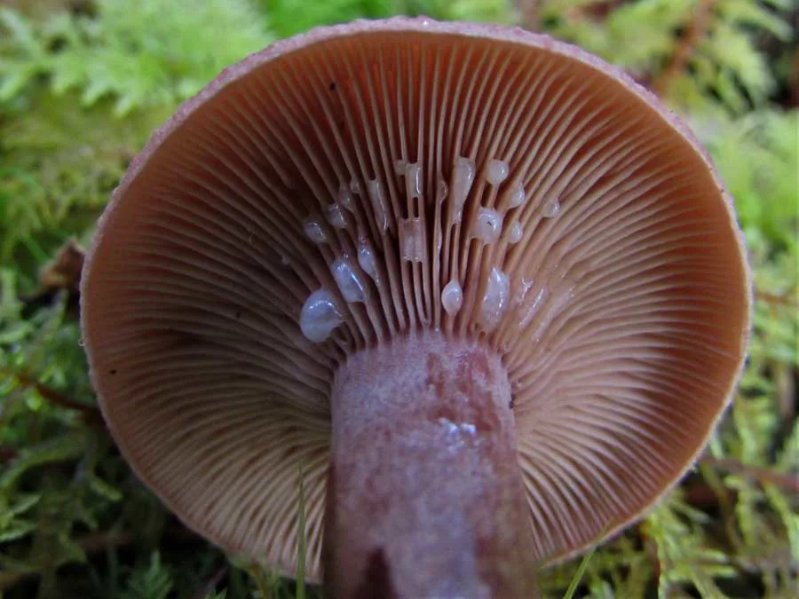 Curry Milkcap gills