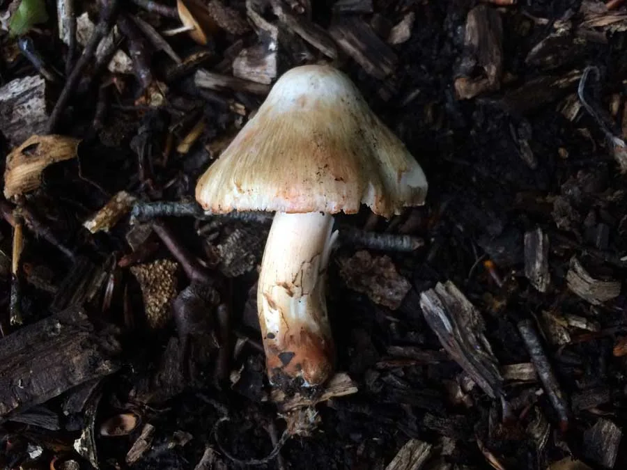Deadly Fibrecap