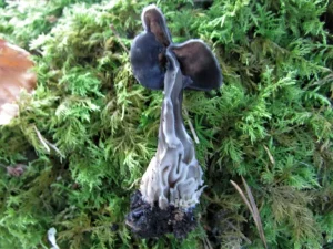 Elfin Saddle flesh
