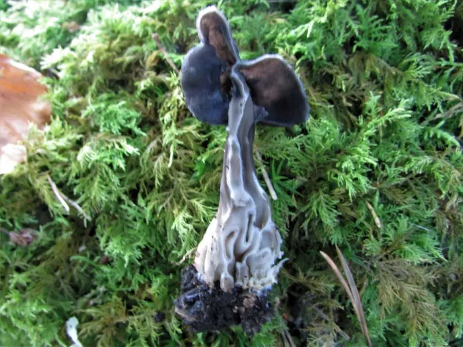 Elfin Saddle flesh