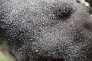 Elfin Saddle pores