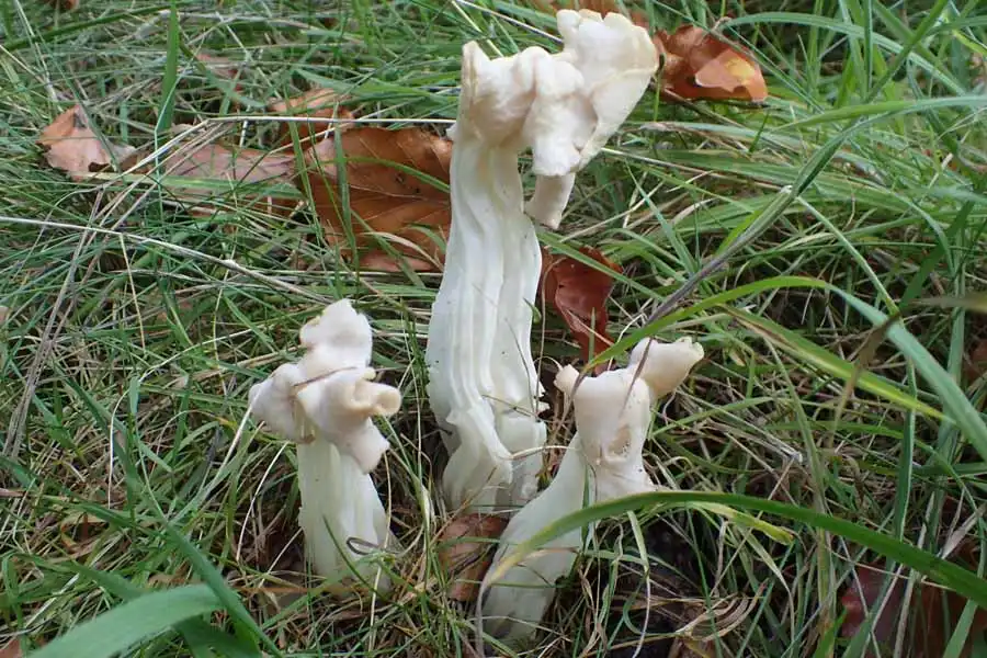 Elfin Saddle possible confusion