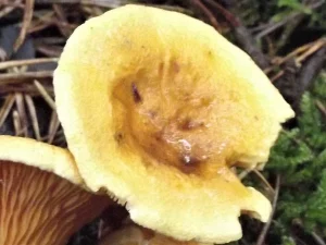 False Chanterelle cap