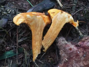 False Chanterelle flesh