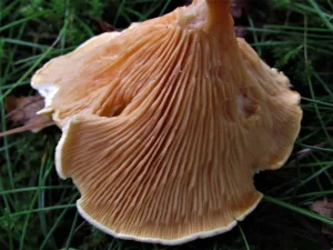 False Chanterelle gills