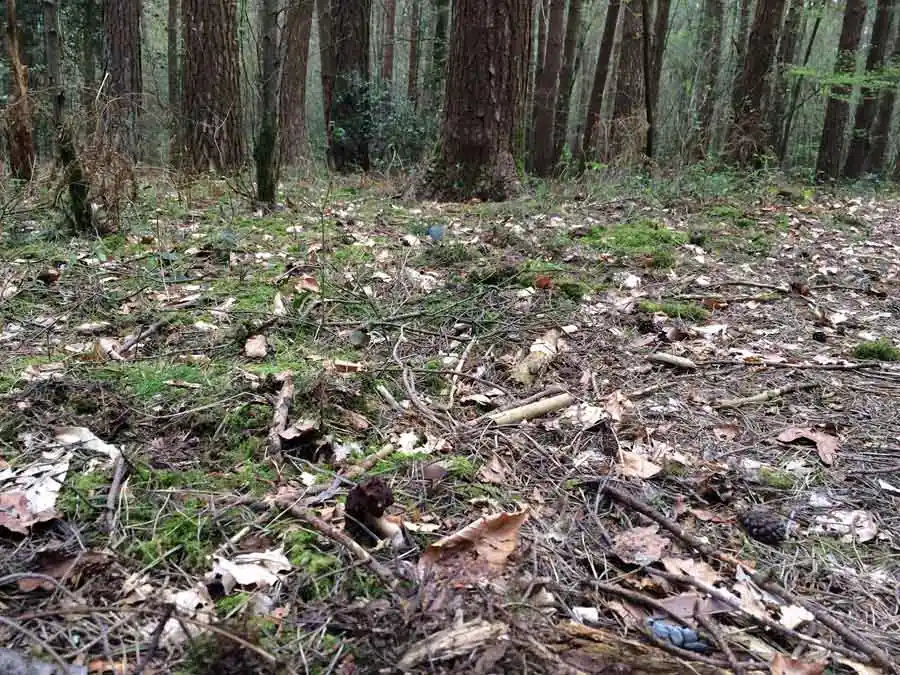 False Morel habitat