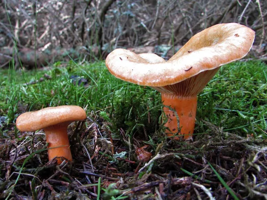 False Saffron Milkcap
