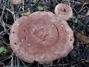 Fenugreek Milkcap