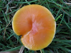 Golden Waxcap cap