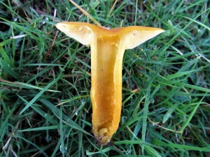 Golden Waxcap flesh