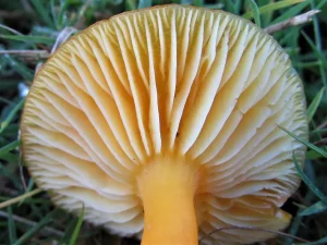 Golden Waxcap gills