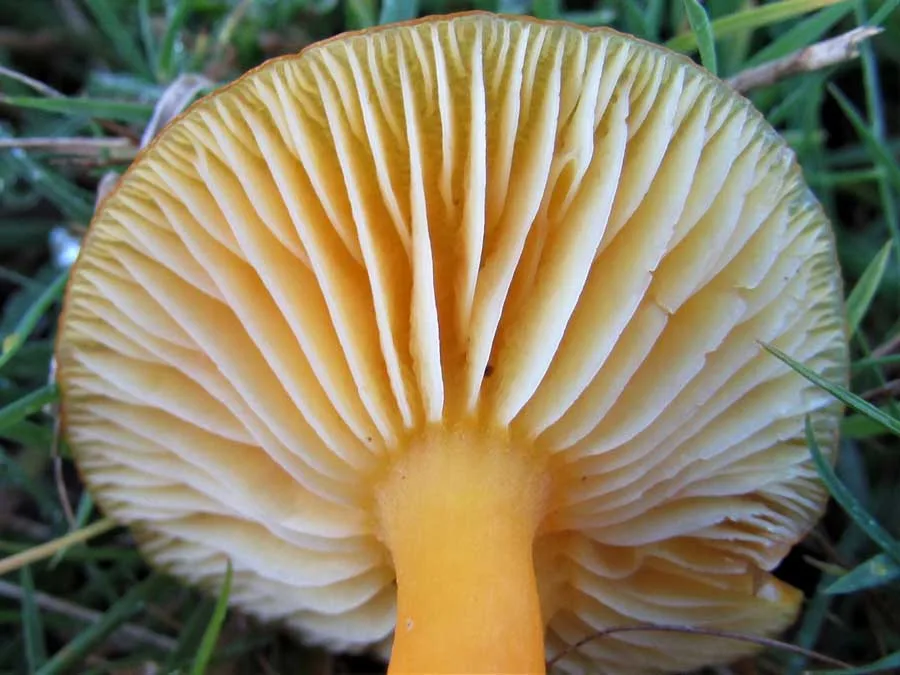 Golden Waxcap gills