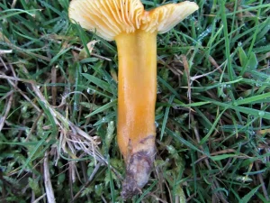 Golden Waxcap stem