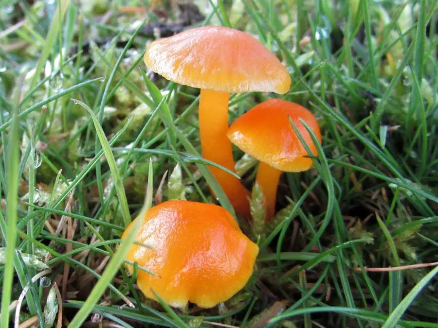Golden Waxcap