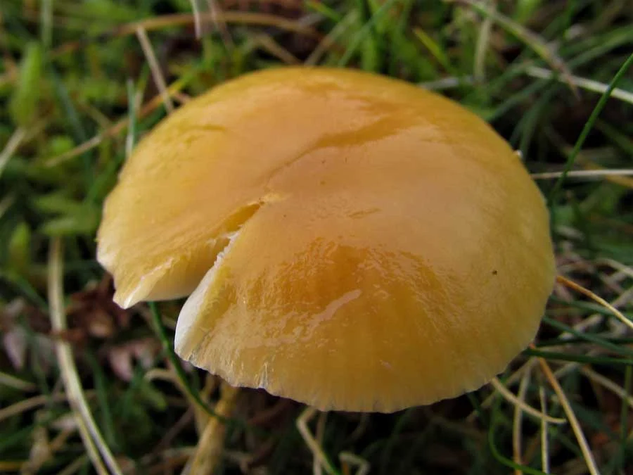 Heath Waxcap cap