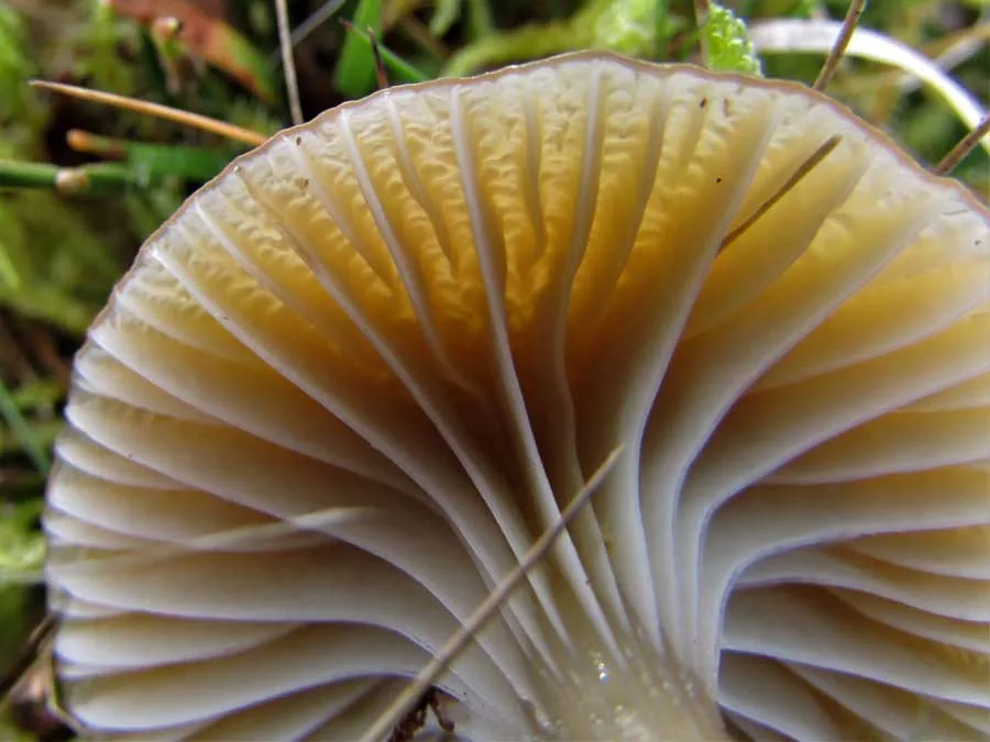 Heath Waxcap gills