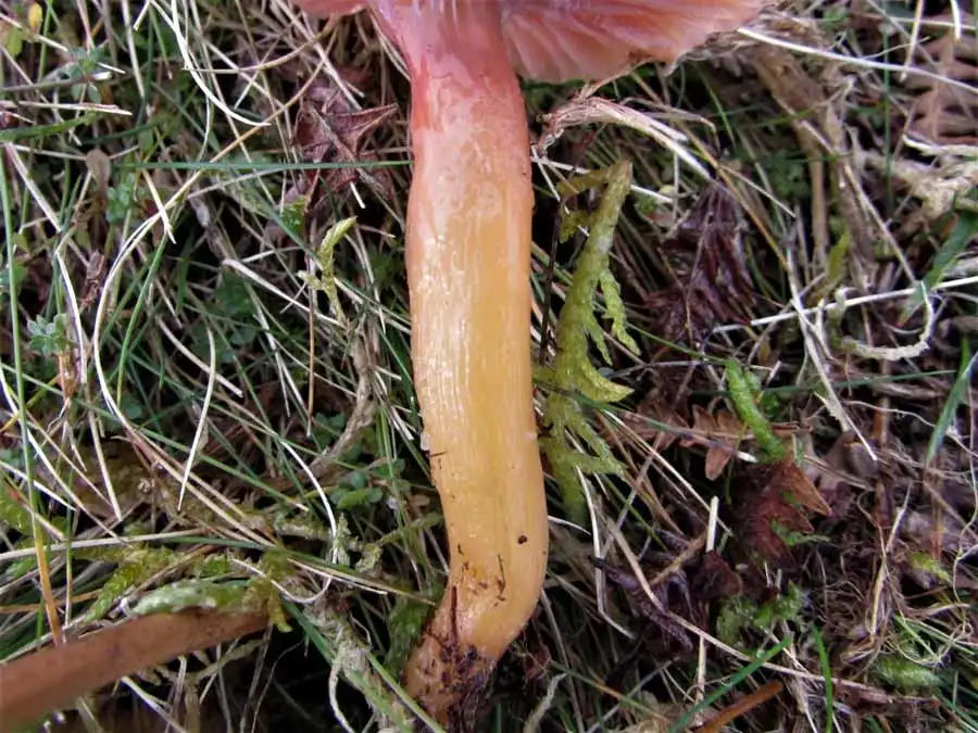 Heath Waxcap stem