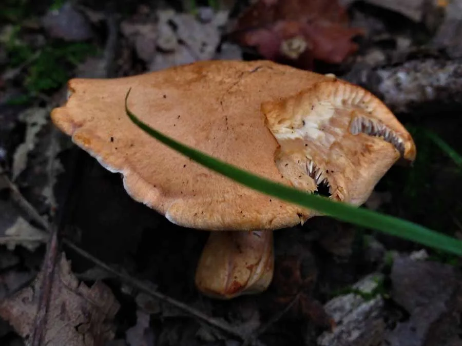Hedgehog Fungus possible confusion