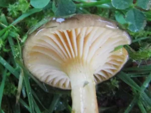 Herald of Winter gills