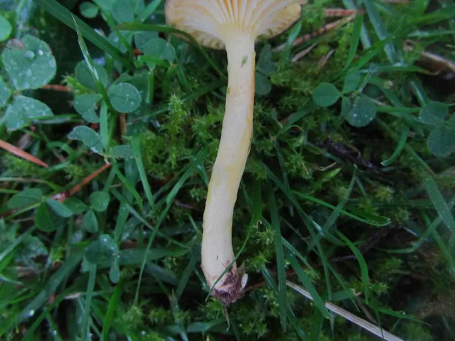 Herald of Winter stem