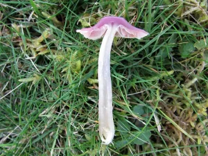 Jubilee Waxcap flesh