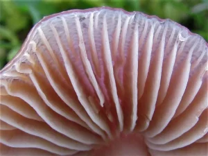 Jubilee Waxcap gills