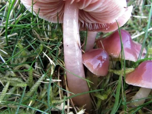 Jubilee Waxcap stem