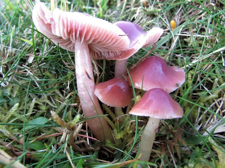Jubilee Waxcap