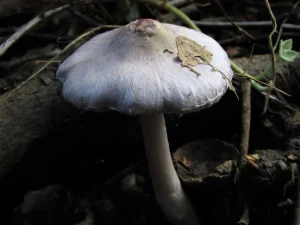 Lilac Fibrecap