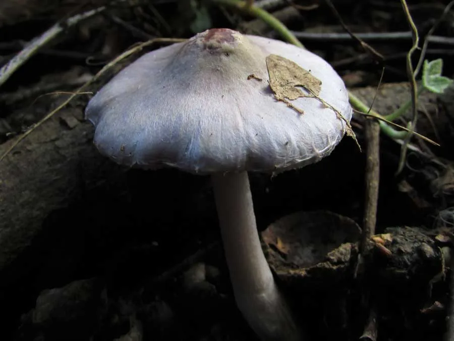Lilac Fibrecap