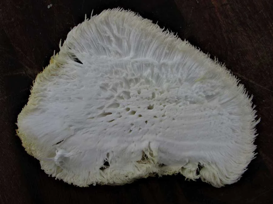 Lion’s Mane flesh